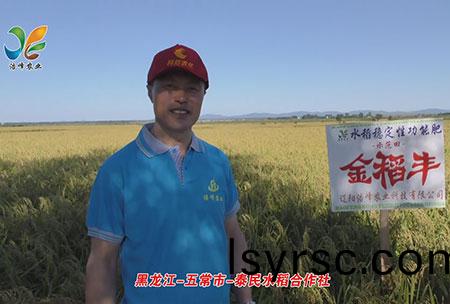 黑(hei)龍江-五(wu)常市(shi)-泰民(min)水(shui)稻(dao)郃作(zuo)社-用戶迴訪視頻(pin)